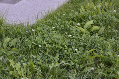 Trifolium repens