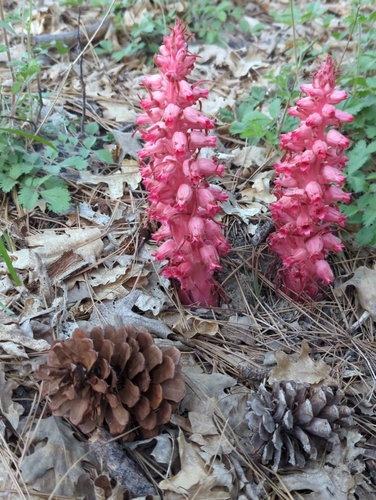 iNaturalist observation photo of Snowplant