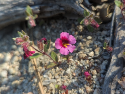 iNaturalist observation photo of Diplacus