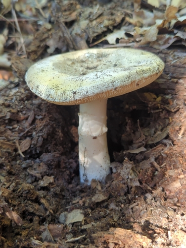 iNaturalist observation photo of Spring Coccora