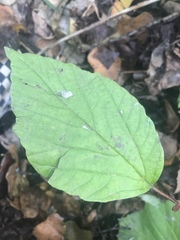 Viburnum edule