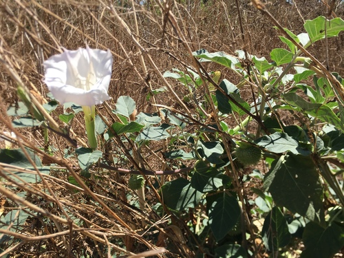 iNaturalist observation photo of Sacred Datura