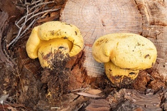 Buchwaldoboletus