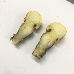 Buchwaldoboletus