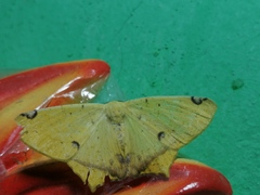 Antepione thisoaria