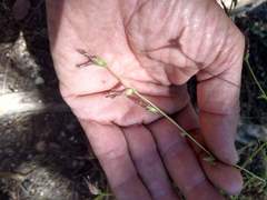 Cordylanthus nevinii