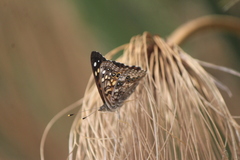 Asterocampa celtis antonia
