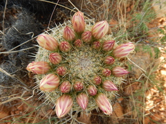 Coryphantha recurvata recurvata