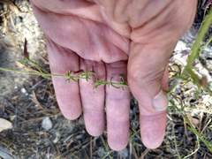 Cordylanthus nevinii