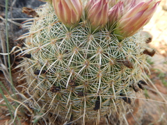 Coryphantha recurvata recurvata