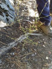 Cordylanthus nevinii