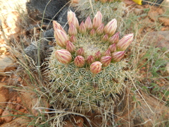 Coryphantha recurvata recurvata