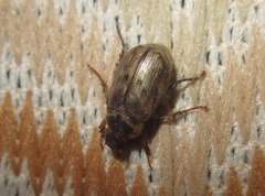 Paranomala undulata peruviana