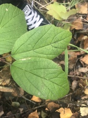 Viburnum edule