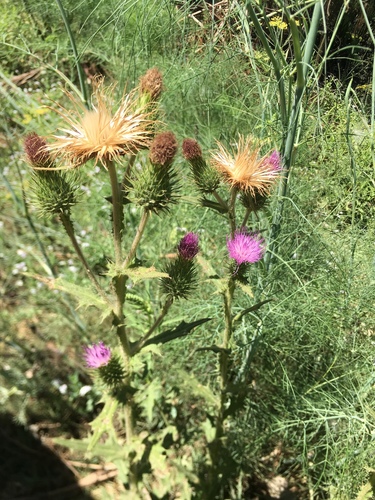 iNaturalist observation photo of Bull Thistle