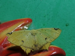Antepione thisoaria