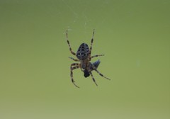 Araneus diadematus