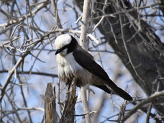 Eurocephalus anguitimens