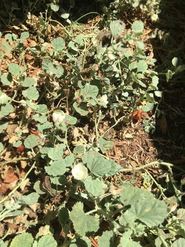 iNaturalist observation photo of alkali mallow