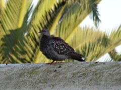 Columba guinea