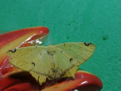 Antepione thisoaria