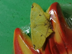 Antepione thisoaria