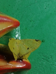 Antepione thisoaria