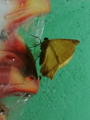 Antepione thisoaria