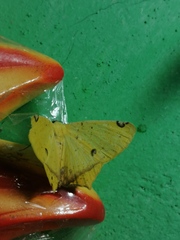 Antepione thisoaria