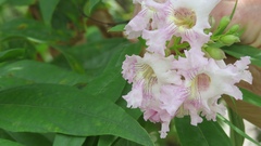 × chitalpa tashkentensis
