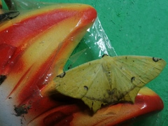 Antepione thisoaria