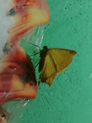 Antepione thisoaria