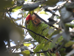 Amazona viridigenalis