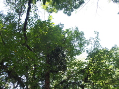 Theobroma simiarum