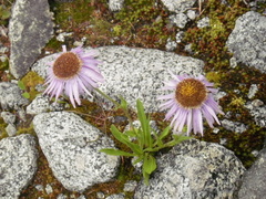 Aster alpinus
