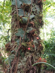 Theobroma simiarum, photograph (c) Lena Struwe, some rights reserved (CC BY-SA)