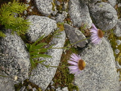 Aster alpinus