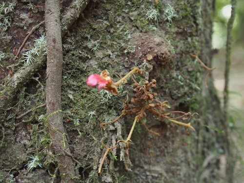 Theobroma simiarum, photograph 3