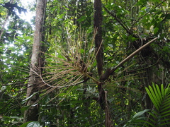 Prestoea decurrens
