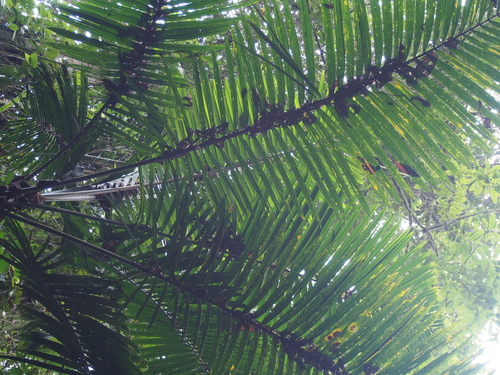 Prestoea decurrens, photograph 1