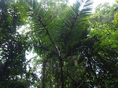 Prestoea decurrens, photograph (c) Lena Struwe, some rights reserved (CC BY-SA)