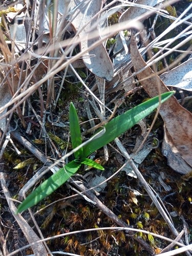 Foto de Chamaescilla corymbosa