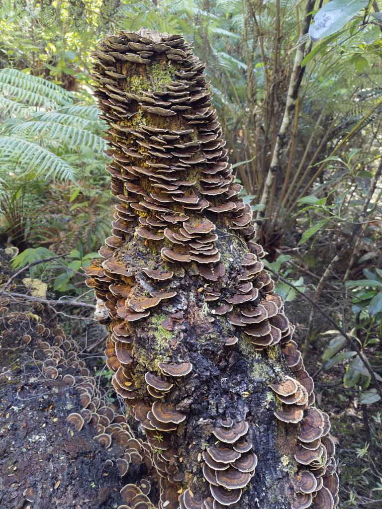 Inonotus nothofagi · May 2025 · photo: © jeremy_rolfe (iNaturalist, cc-by)