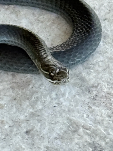 Marsh Snake sighting