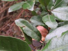 Hedycarya arborea