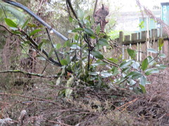Hedycarya arborea