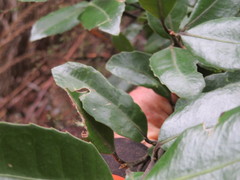 Hedycarya arborea