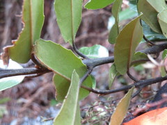 Hedycarya arborea