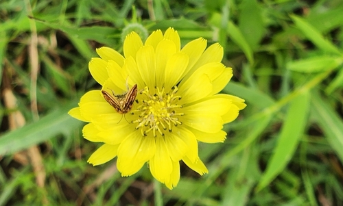 Schinia mitis photo 3