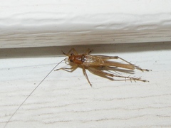 Anaxipha exigua